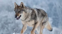 Snow Wolf dekbedovertrek