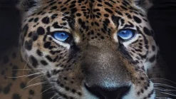 Wild Leopard dekbedovertrek